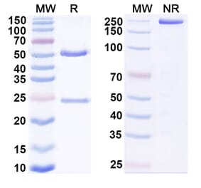 SDS-PAGE - Anti-HLA-G Antibody [TTX-8] Biosimilar - BSA and Azide free (A339989) - Antibodies.com