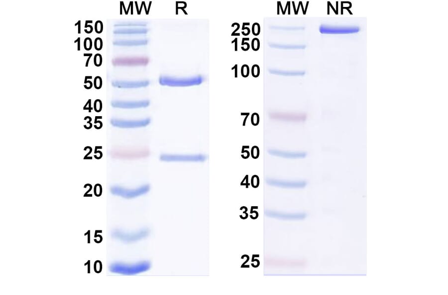 SDS-PAGE - Anti-HLA-G Antibody [TTX-8] Biosimilar - BSA and Azide free (A339989) - Antibodies.com