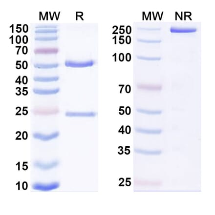 SDS-PAGE - Anti-HLA-G Antibody [TTX-8] Biosimilar - BSA and Azide free (A339989) - Antibodies.com