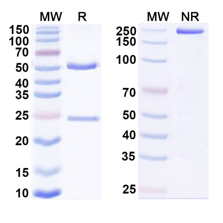 SDS-PAGE - Anti-HLA-G Antibody [TTX-8] Biosimilar - BSA and Azide free (A339989) - Antibodies.com