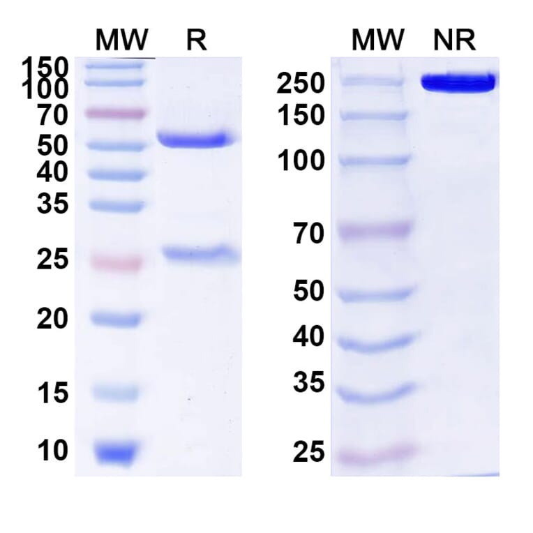 SDS-PAGE - Anti-Amylin Antibody [NI-23] Biosimilar - BSA and Azide free (A339990) - Antibodies.com