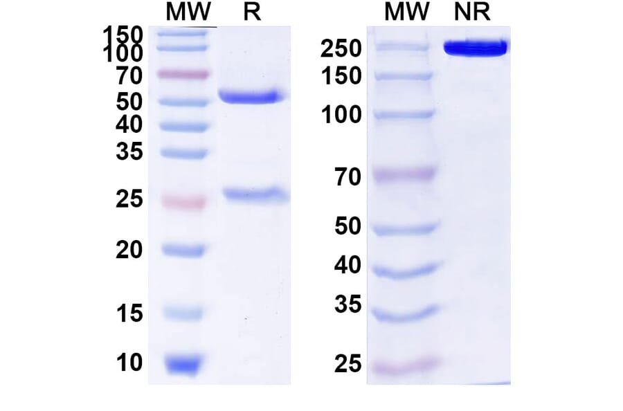 SDS-PAGE - Anti-CD54 Antibody [MSH-TP15e] Biosimilar - BSA and Azide free (A339991) - Antibodies.com