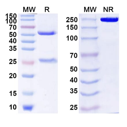 SDS-PAGE - Anti-CD54 Antibody [MSH-TP15e] Biosimilar - BSA and Azide free (A339991) - Antibodies.com