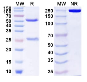 SDS-PAGE - Anti-ICOS Antibody [MEDI-57] Biosimilar - BSA and Azide free (A339992) - Antibodies.com