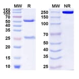 SDS-PAGE - Anti-ICOS Antibody [MEDI-57] Biosimilar - BSA and Azide free (A339992) - Antibodies.com