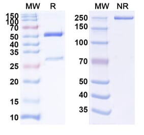 SDS-PAGE - Anti-IFNAR1 Antibody [QX 6N] Biosimilar - BSA and Azide free (A339993) - Antibodies.com