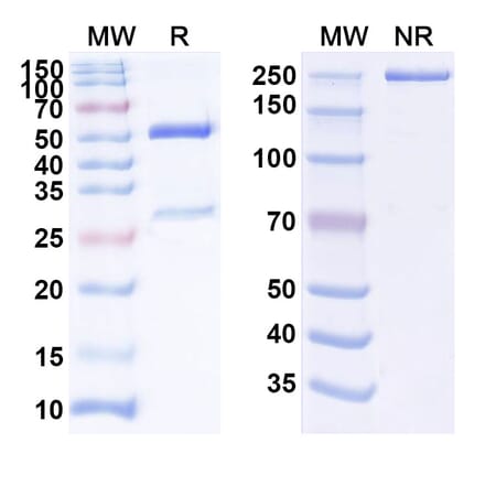 SDS-PAGE - Anti-IFN beta Antibody [PF-6823859] Biosimilar - BSA and Azide free (A339994) - Antibodies.com