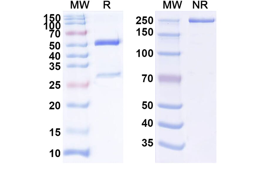 SDS-PAGE - Anti-IFN gamma Antibody [AMG 811] Biosimilar - BSA and Azide free (A339995) - Antibodies.com