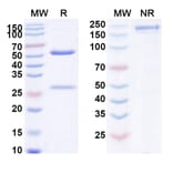 SDS-PAGE - AIMab7195 Biosimilar - Anti-IgE Antibody - BSA and Azide free (A339996) - Antibodies.com