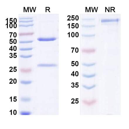 SDS-PAGE - Anti-IgE Antibody [JHL1211] Biosimilar - BSA and Azide free (A339997) - Antibodies.com