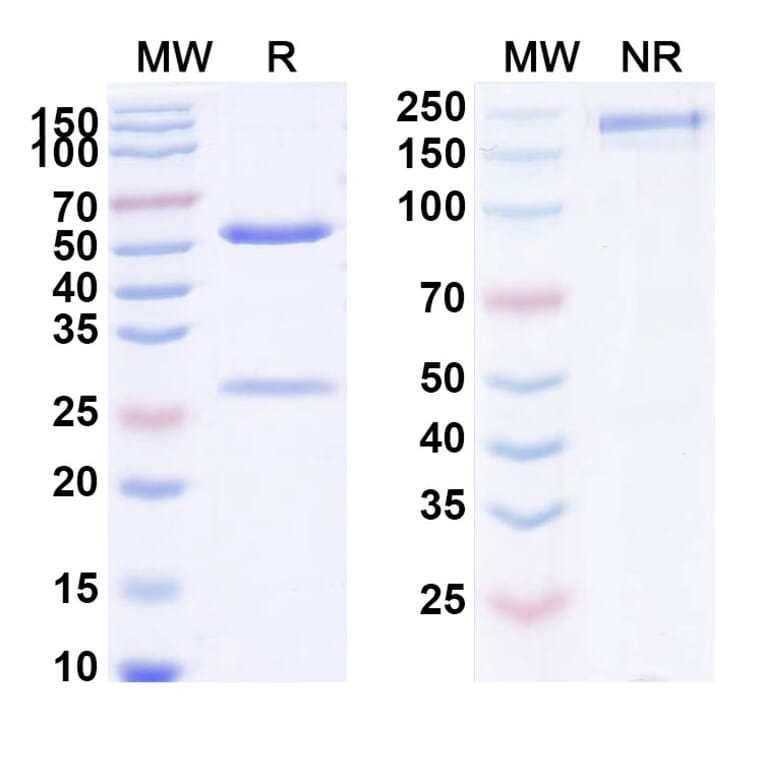 SDS-PAGE - Anti-IgE Antibody [JHL1211] Biosimilar - BSA and Azide free (A339997) - Antibodies.com