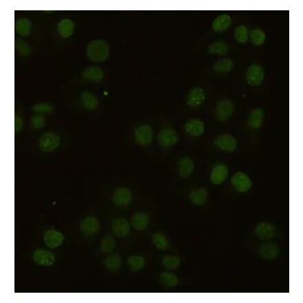 Immunocytochemistry - PCNA Monoclonal Antibody from Signalway Antibody (27210) - Antibodies.com