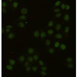 Immunocytochemistry - PCNA Monoclonal Antibody from Signalway Antibody (27210) - Antibodies.com