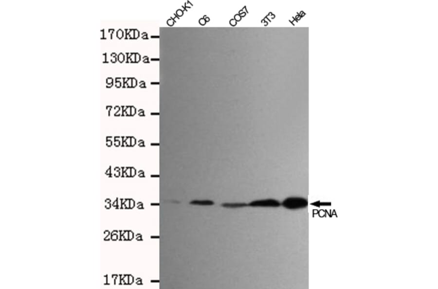 Western blot - PCNA Monoclonal Antibody from Signalway Antibody (27210) - Antibodies.com