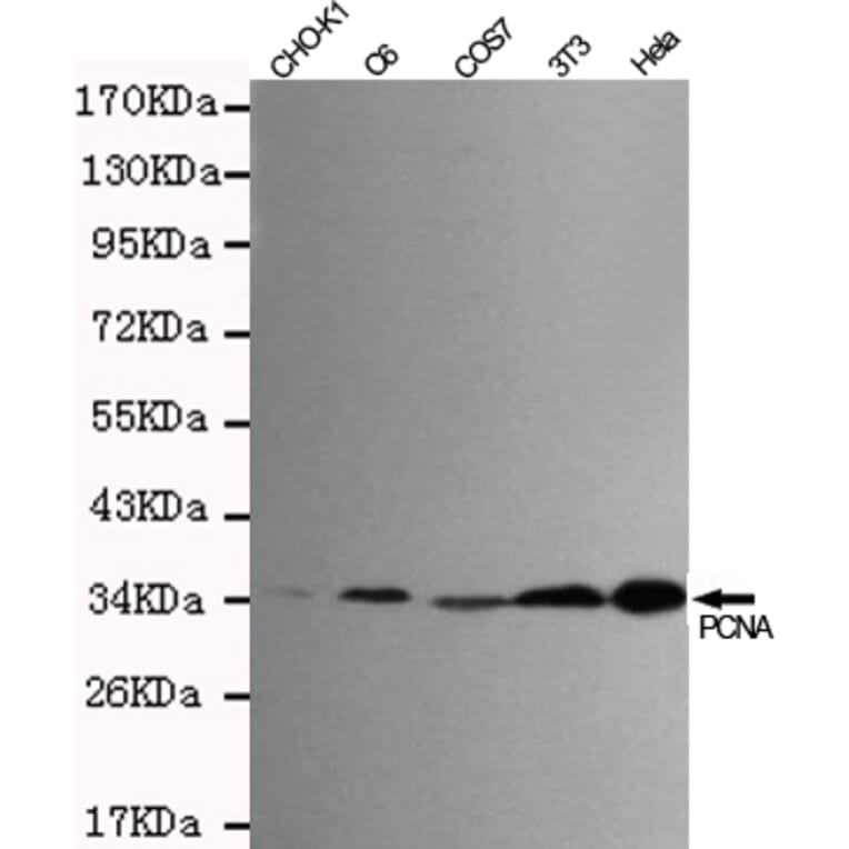 Western blot - PCNA Monoclonal Antibody from Signalway Antibody (27210) - Antibodies.com