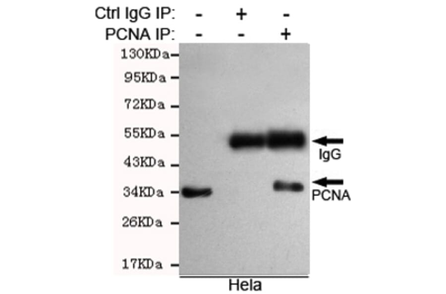 Immunoprecipitation - PCNA Monoclonal Antibody from Signalway Antibody (27210) - Antibodies.com