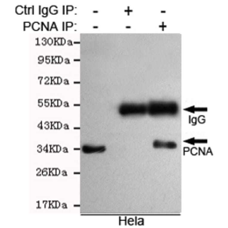 Immunoprecipitation - PCNA Monoclonal Antibody from Signalway Antibody (27210) - Antibodies.com
