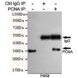 Immunoprecipitation - PCNA Monoclonal Antibody from Signalway Antibody (27210) - Antibodies.com
