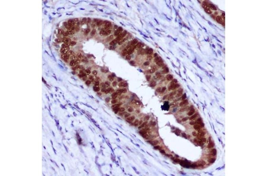 Immunohistochemistry - PCNA Monoclonal Antibody from Signalway Antibody (27210) - Antibodies.com
