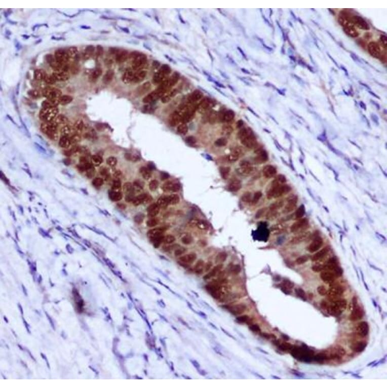 Immunohistochemistry - PCNA Monoclonal Antibody from Signalway Antibody (27210) - Antibodies.com