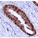Immunohistochemistry - PCNA Monoclonal Antibody from Signalway Antibody (27210) - Antibodies.com