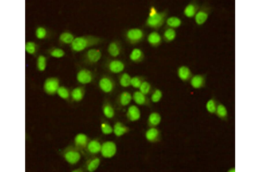 Immunocytochemistry - RPA32/RPA2 Monoclonal Antibody from Signalway Antibody (27216) - Antibodies.com
