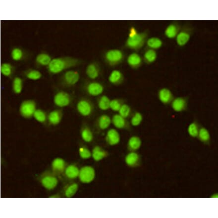 Immunocytochemistry - RPA32/RPA2 Monoclonal Antibody from Signalway Antibody (27216) - Antibodies.com