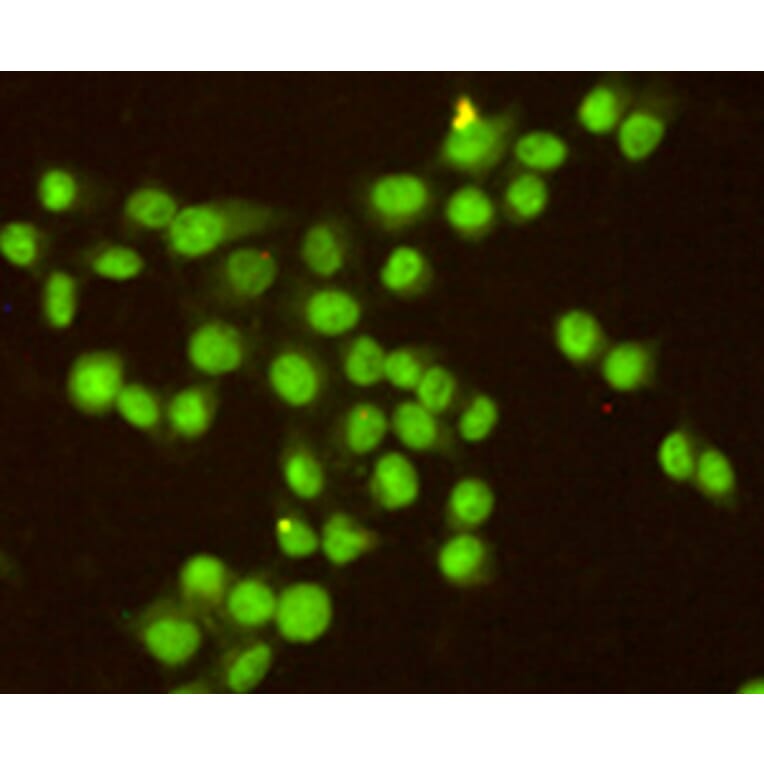 Immunocytochemistry - RPA32/RPA2 Monoclonal Antibody from Signalway Antibody (27216) - Antibodies.com