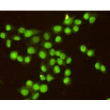 Immunocytochemistry - RPA32/RPA2 Monoclonal Antibody from Signalway Antibody (27216) - Antibodies.com