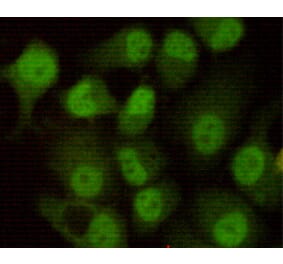 Immunocytochemistry - DNA-PKcs Monoclonal Antibody from Signalway Antibody (27182) - Antibodies.com