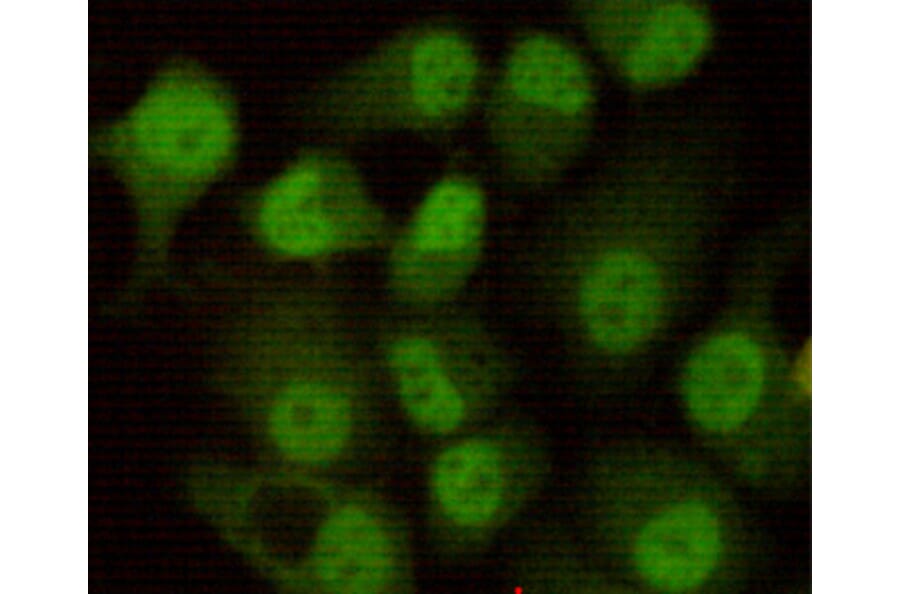 Immunocytochemistry - DNA-PKcs Monoclonal Antibody from Signalway Antibody (27182) - Antibodies.com