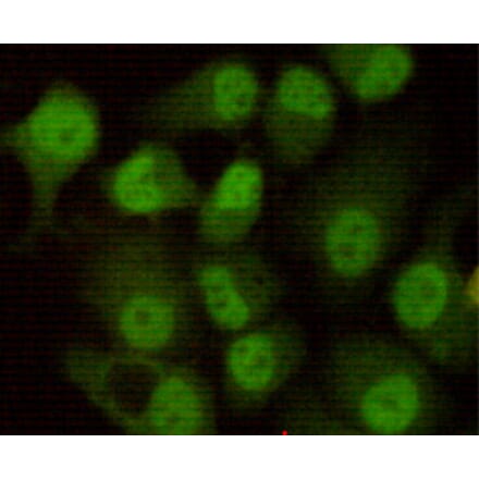 Immunocytochemistry - DNA-PKcs Monoclonal Antibody from Signalway Antibody (27182) - Antibodies.com