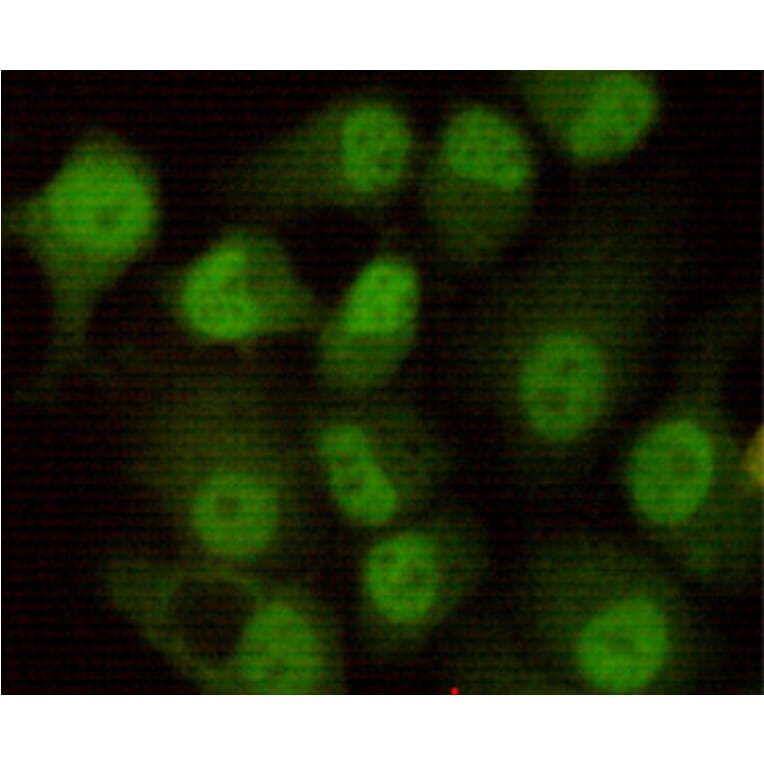 Immunocytochemistry - DNA-PKcs Monoclonal Antibody from Signalway Antibody (27182) - Antibodies.com