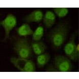 Immunocytochemistry - DNA-PKcs Monoclonal Antibody from Signalway Antibody (27182) - Antibodies.com