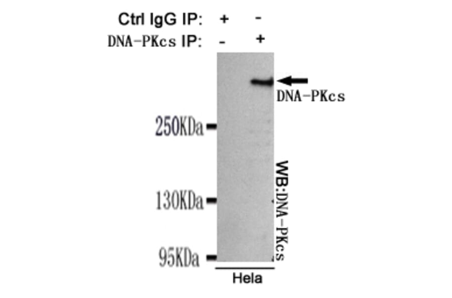 Immunoprecipitation - DNA-PKcs Monoclonal Antibody from Signalway Antibody (27182) - Antibodies.com