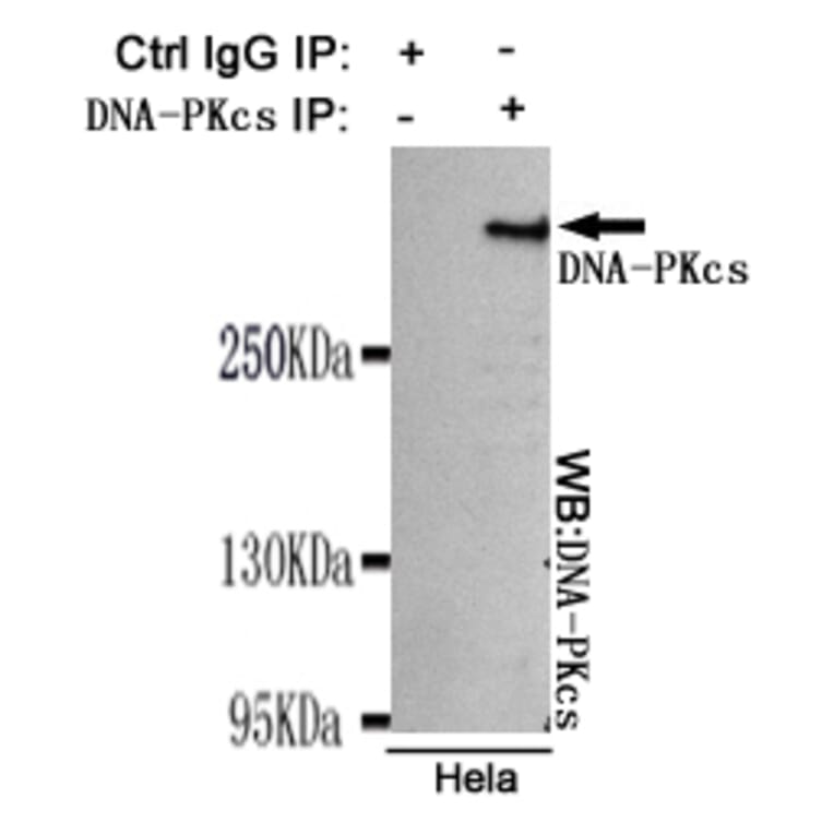 Immunoprecipitation - DNA-PKcs Monoclonal Antibody from Signalway Antibody (27182) - Antibodies.com