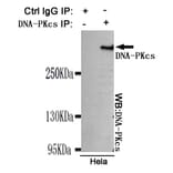 Immunoprecipitation - DNA-PKcs Monoclonal Antibody from Signalway Antibody (27182) - Antibodies.com