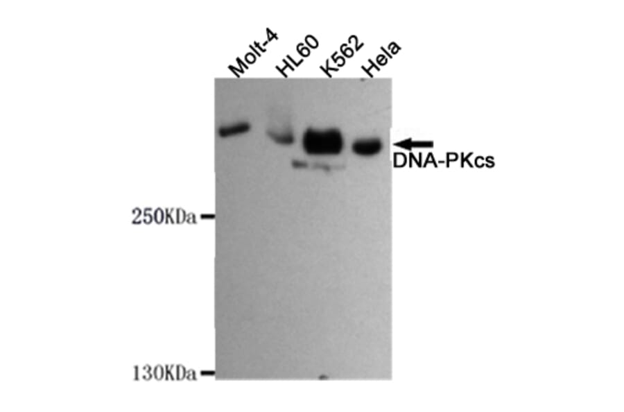 Western blot - DNA-PKcs Monoclonal Antibody from Signalway Antibody (27182) - Antibodies.com