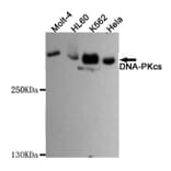 Western blot - DNA-PKcs Monoclonal Antibody from Signalway Antibody (27182) - Antibodies.com