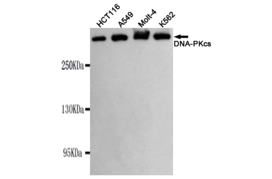 Western blot - DNA-PKcs Monoclonal Antibody from Signalway Antibody (27182) - Antibodies.com