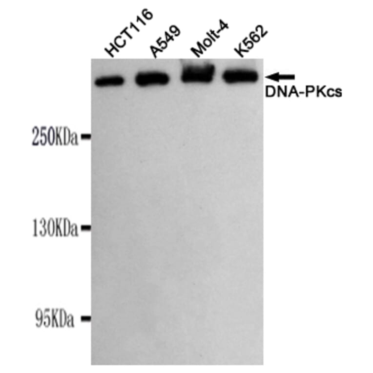 Western blot - DNA-PKcs Monoclonal Antibody from Signalway Antibody (27182) - Antibodies.com