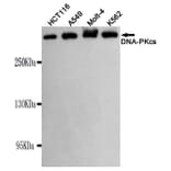 Western blot - DNA-PKcs Monoclonal Antibody from Signalway Antibody (27182) - Antibodies.com