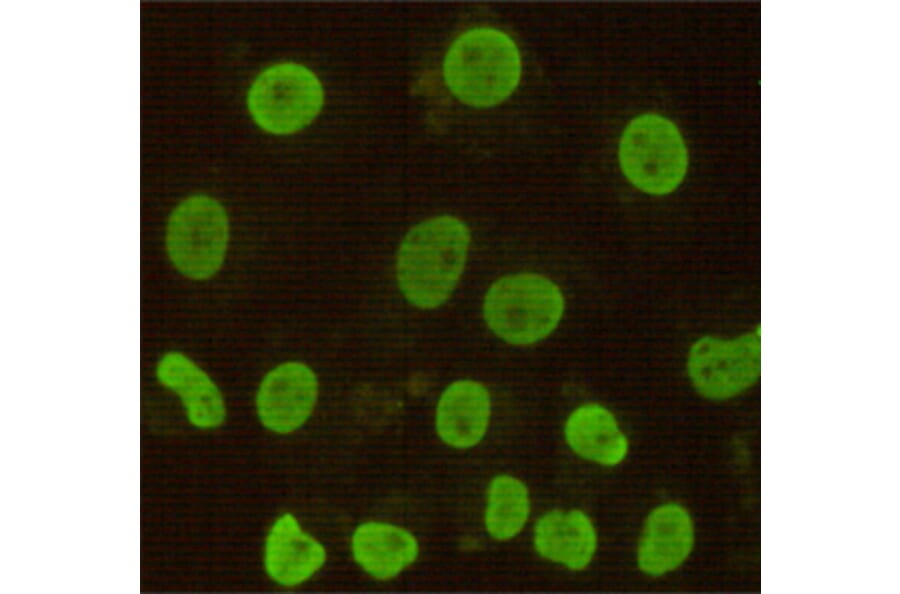 Immunocytochemistry - CDX2 Monoclonal Antibody from Signalway Antibody (27189) - Antibodies.com