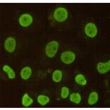 Immunocytochemistry - CDX2 Monoclonal Antibody from Signalway Antibody (27189) - Antibodies.com