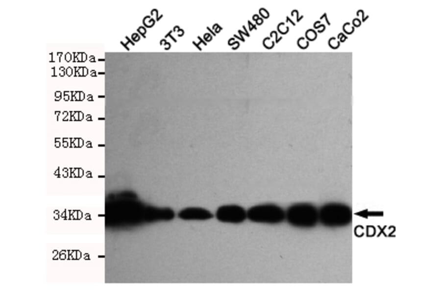 Western blot - CDX2 Monoclonal Antibody from Signalway Antibody (27189) - Antibodies.com