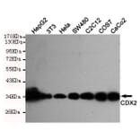 Western blot - CDX2 Monoclonal Antibody from Signalway Antibody (27189) - Antibodies.com