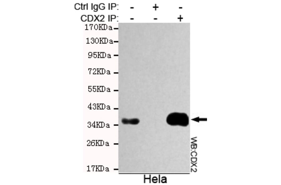 Immunoprecipitation - CDX2 Monoclonal Antibody from Signalway Antibody (27189) - Antibodies.com