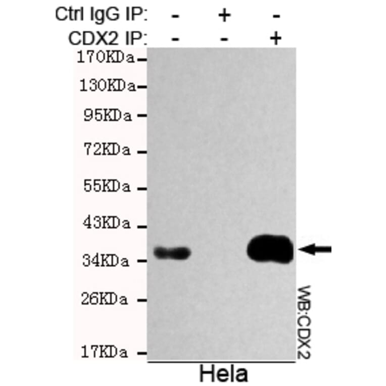 Immunoprecipitation - CDX2 Monoclonal Antibody from Signalway Antibody (27189) - Antibodies.com