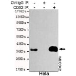 Immunoprecipitation - CDX2 Monoclonal Antibody from Signalway Antibody (27189) - Antibodies.com