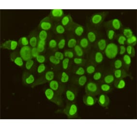 Immunocytochemistry - CDX2 Monoclonal Antibody from Signalway Antibody (27190) - Antibodies.com